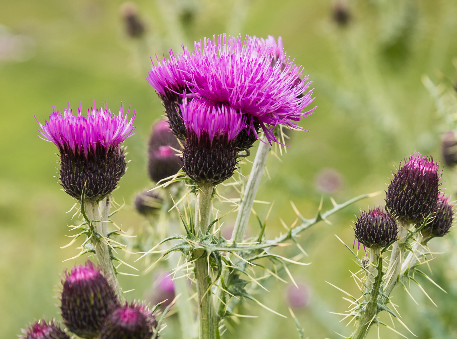 using milk thistle against mycotoxins