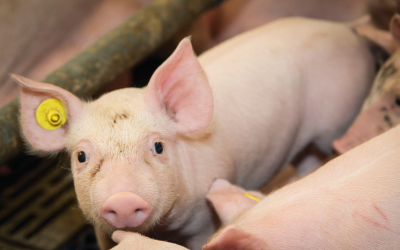 Link between microbiota ( and piglet performance