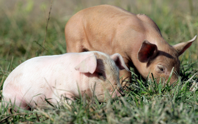 Is the gastro-intestinal flora of outdoor piglets&