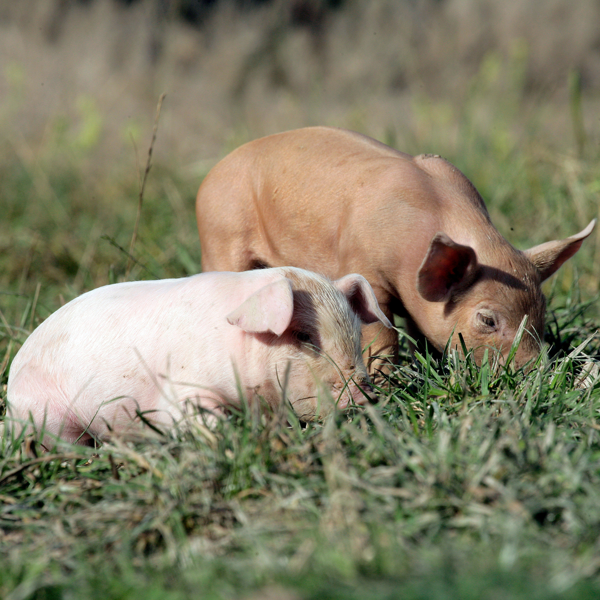 Is the gastro-intestinal flora of outdoor piglets&