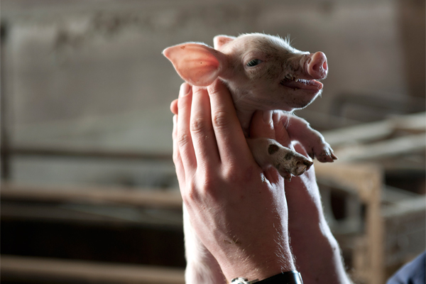 Supplementing piglets with dairy milk