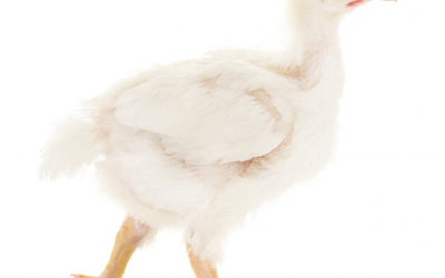 Use of Lysoforte Booster dry in broilers and turkeys