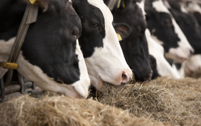 Evidence suggests that getting the right additives to optimise feed can  lead to increased animal health and wellbeing, production efficiency and  increased income on the dairy farm. Photo: Mark Pasveer.