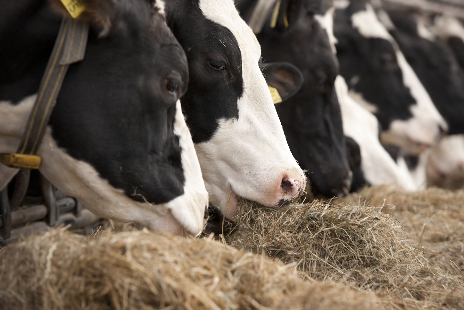 Evidence suggests that getting the right additives to optimise feed can  lead to increased animal health and wellbeing, production efficiency and  increased income on the dairy farm. Photo: Mark Pasveer.