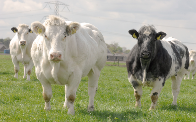 Boosting cattle health with organic minerals