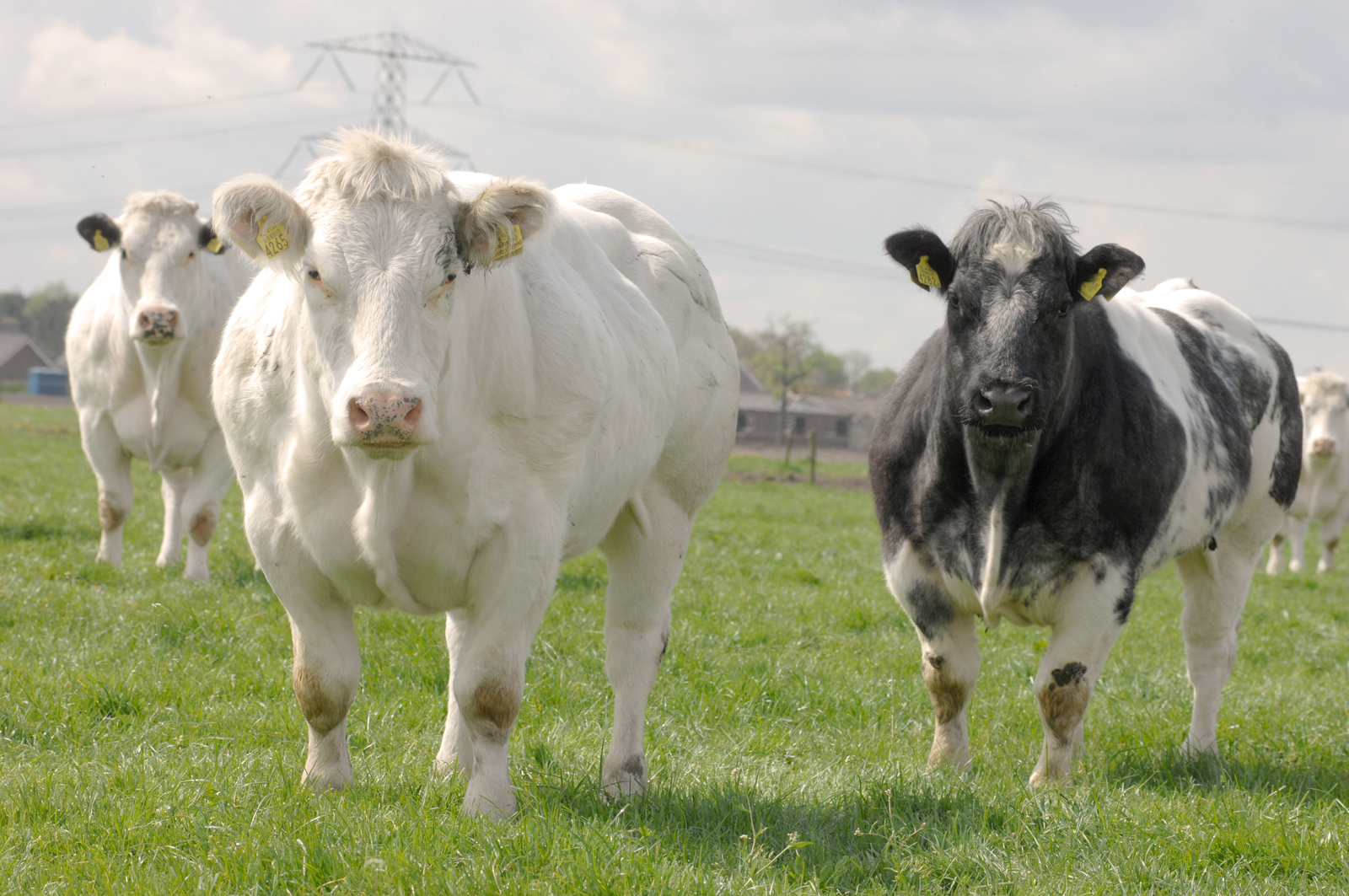 Boosting cattle health with organic minerals