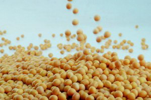 UK retailers pledge support for Brazilian non-GMO soy