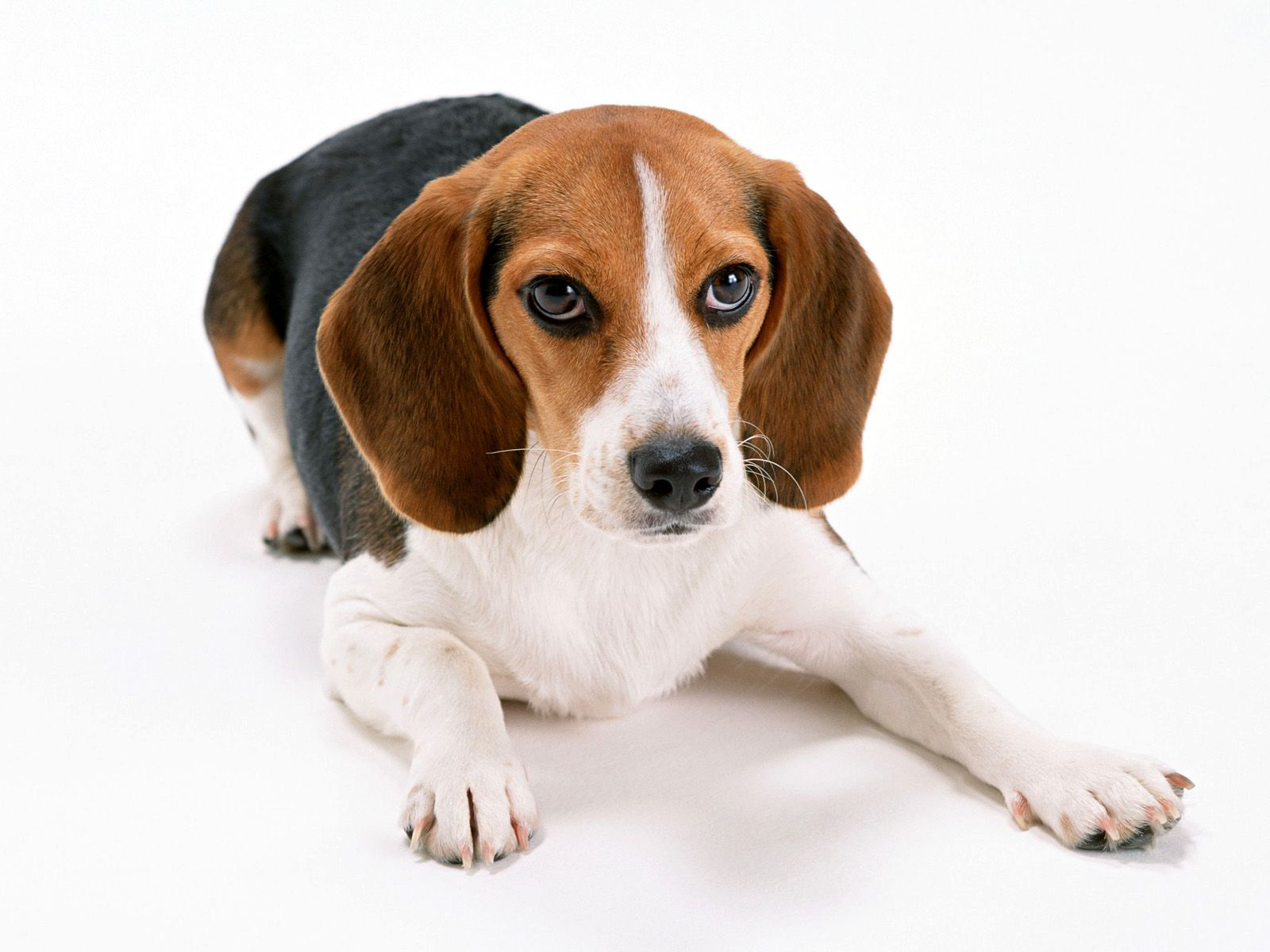 Fibrillated cellulose enhances digestion in dogs