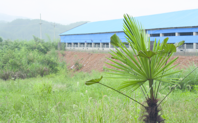 A modern nucleus breeding farm near Wunin, Jiangxi province.