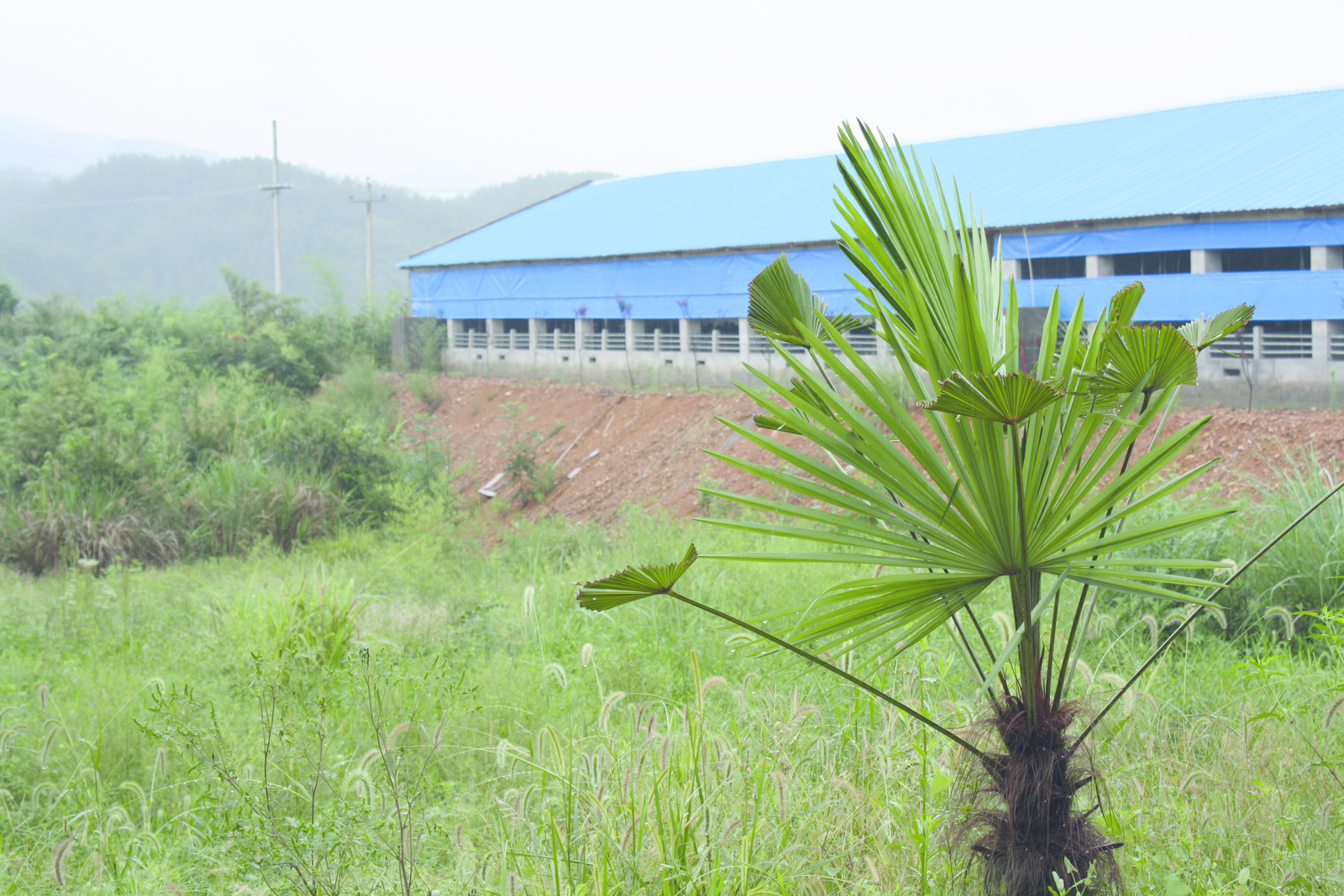 A modern nucleus breeding farm near Wunin, Jiangxi province.