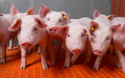 Balancing the microbial gut flora and enhancing feed intake is helpful for getting healthy piglets.