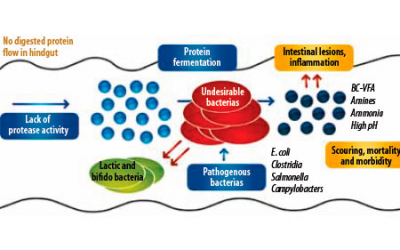 Protease enzymes and the benefits beyond cost savings