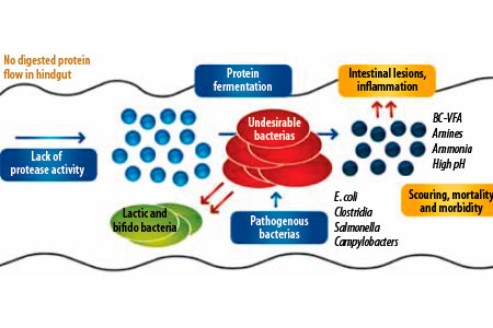 Protease enzymes and the benefits beyond cost savings