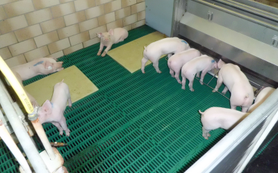Highly digestible protein sources for piglet feeding
