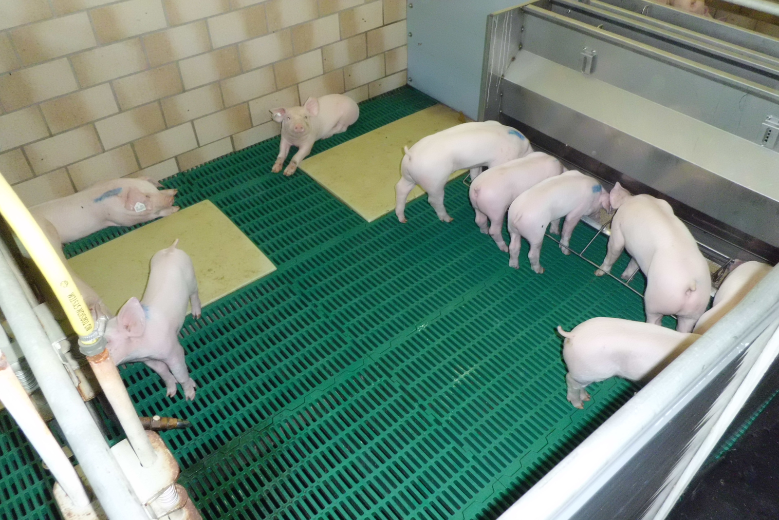 Highly digestible protein sources for piglet feeding