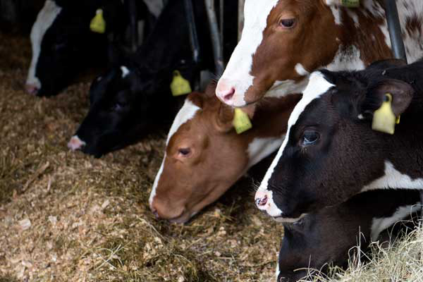 The challenge of protein nutrition in dairy cows