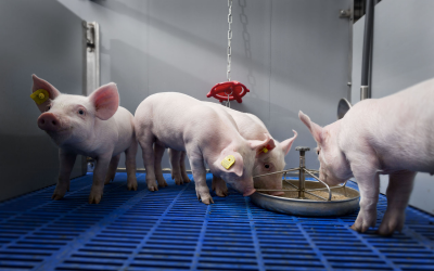 Photo: Trouw Nutrition - Supplementing Milkiwean diets next to the sow s milk increases within-batch homogeneity at weaning.