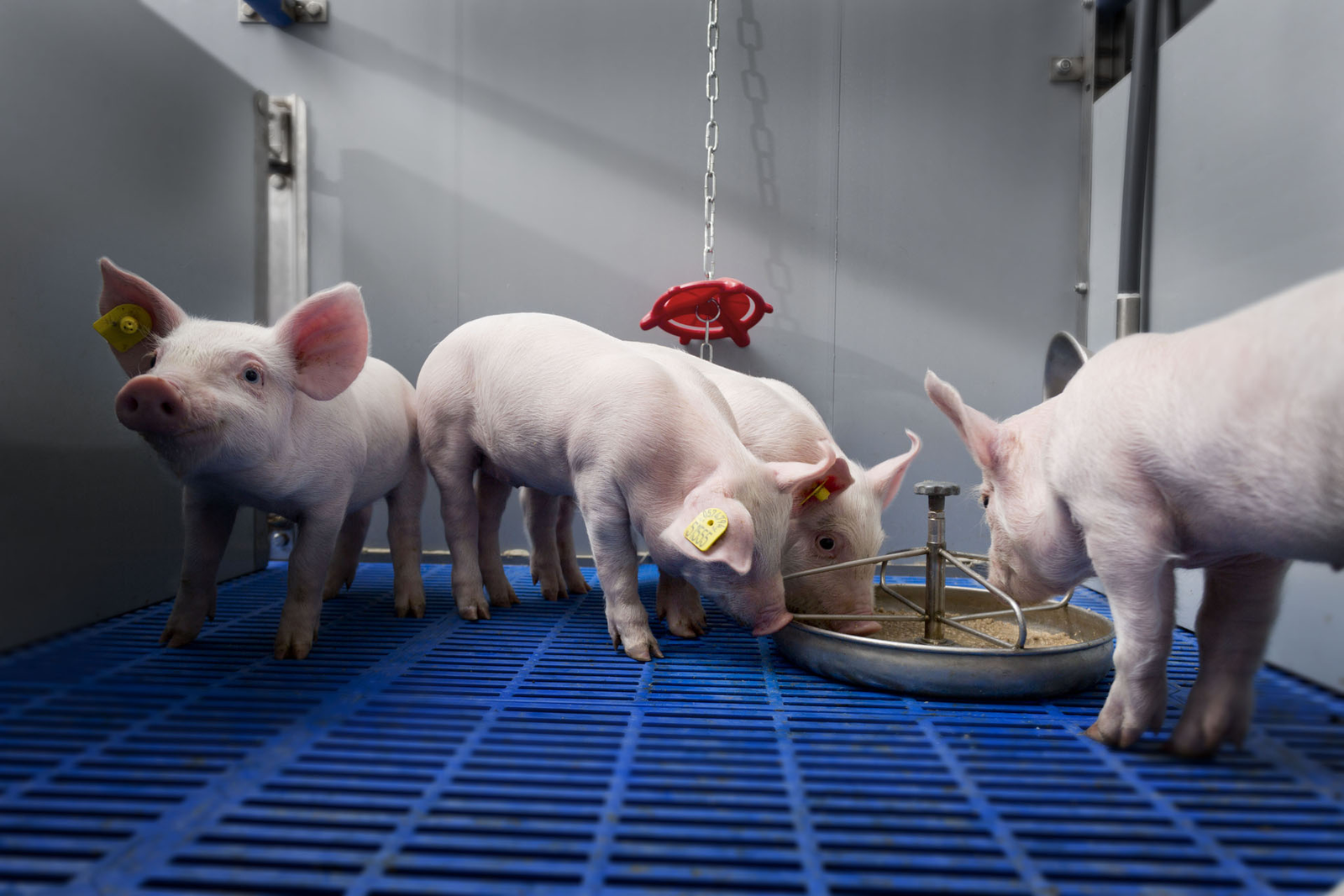 Photo: Trouw Nutrition - Supplementing Milkiwean diets next to the sow s milk increases within-batch homogeneity at weaning.