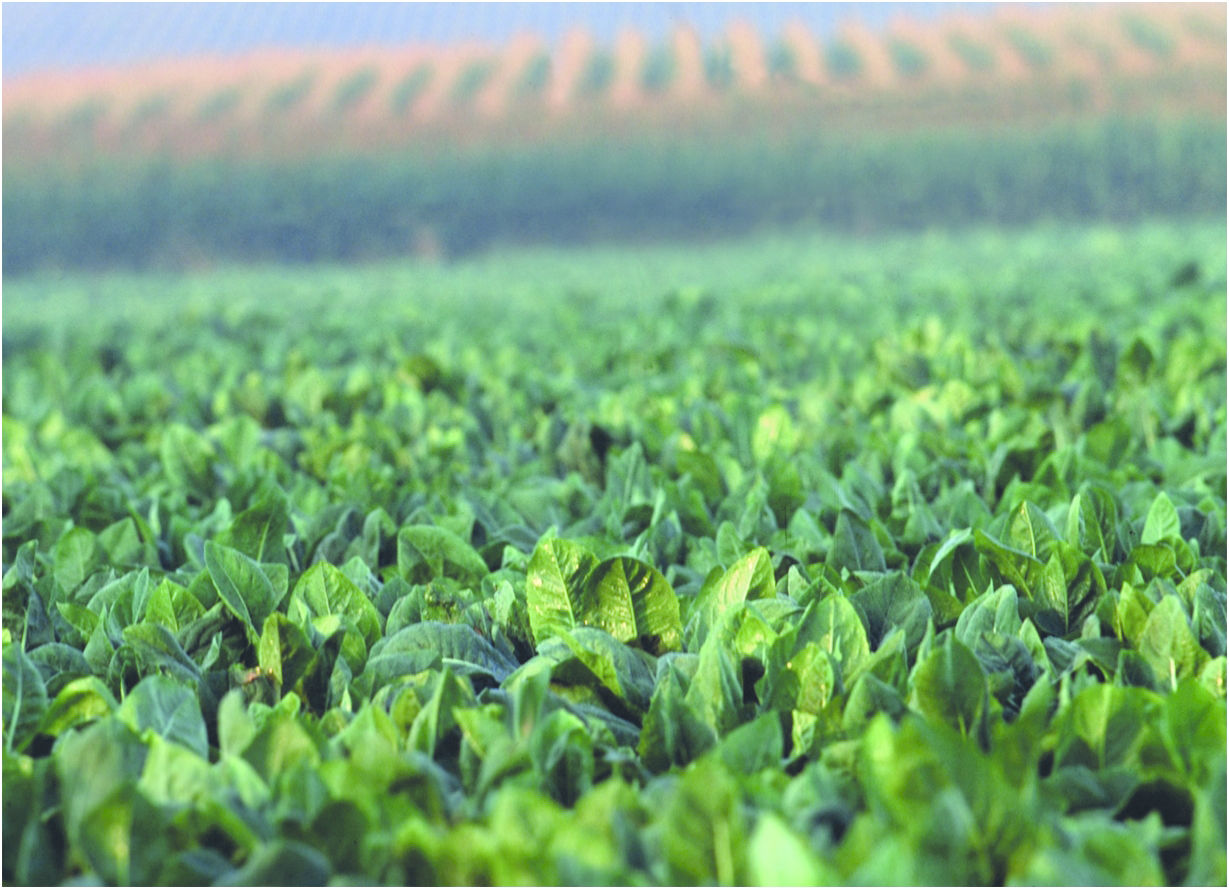 Chicory provides the best source of inulin in nature with a content of 15-17%.