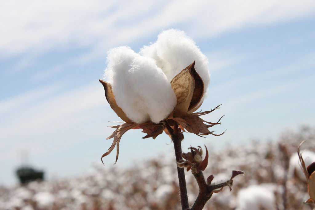 Cottonseed in animal feed: First remove the gossypol