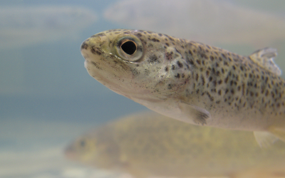 Rapeseed shows high nutritional value for fish