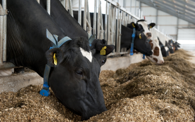 Improving feed efficiency in ruminants with live yeasts