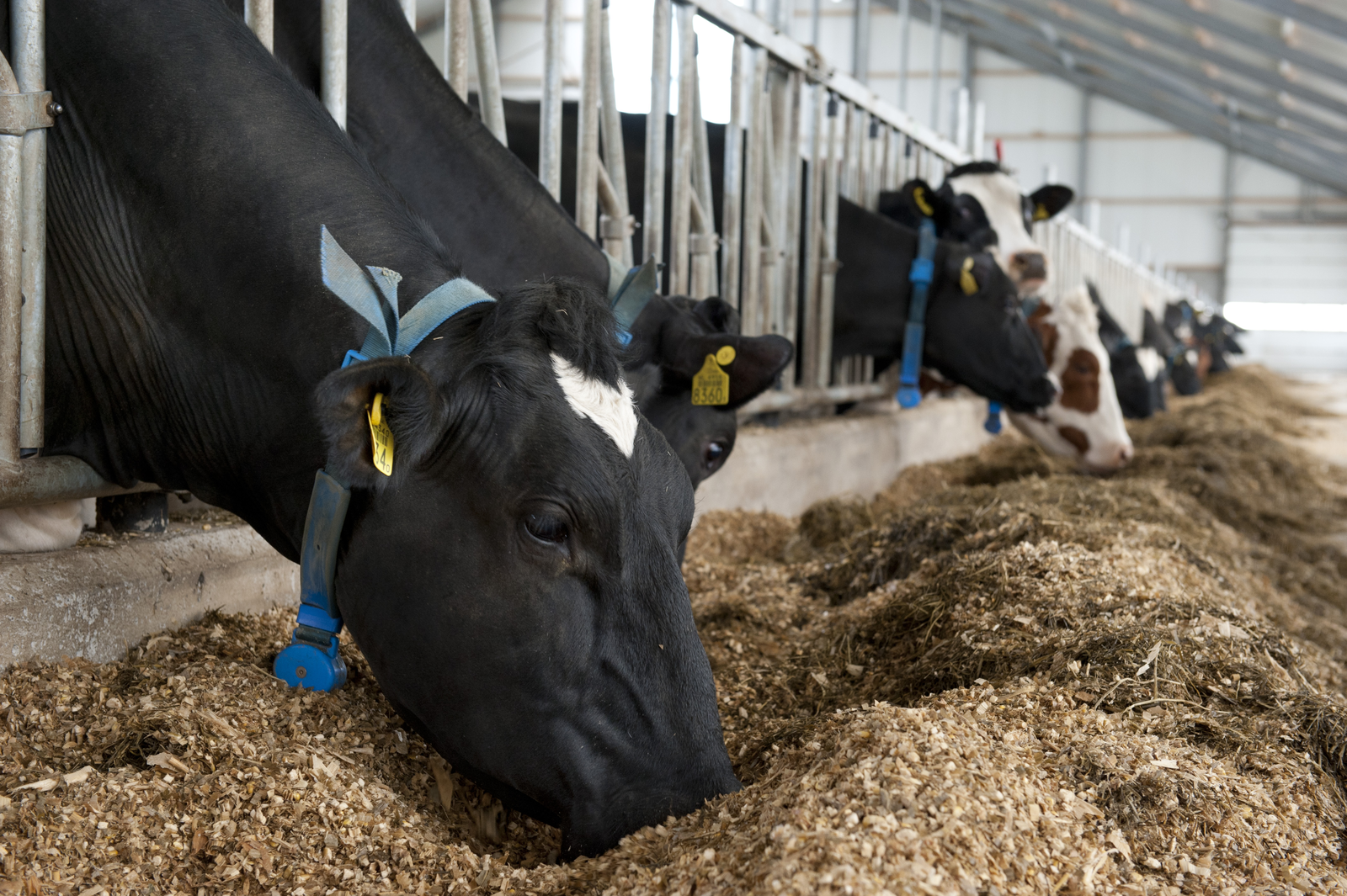 Improving feed efficiency in ruminants with live yeasts