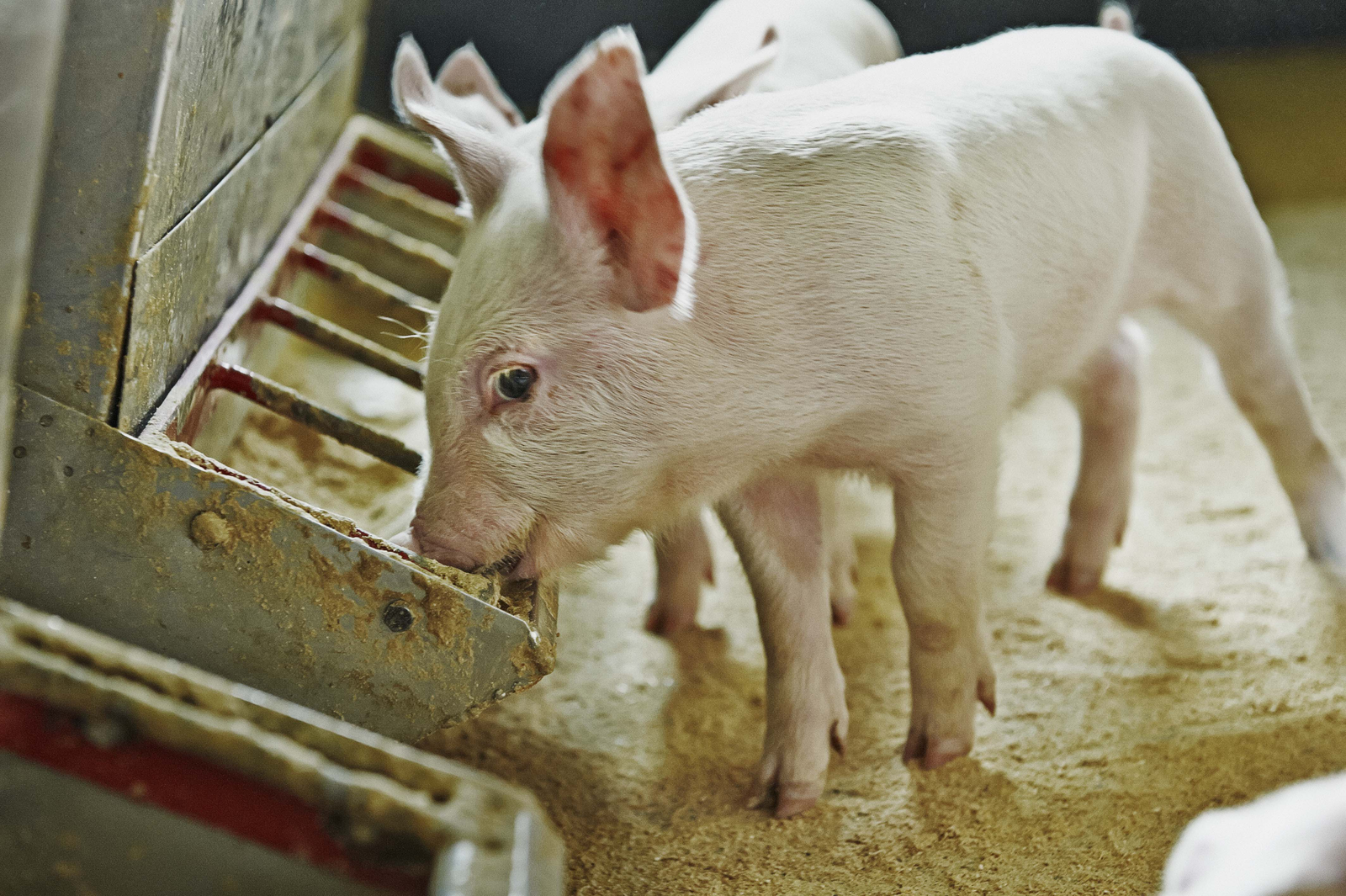 Young piglets at weaning stage