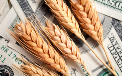 Mycotoxin risk and the cost to producer profitability