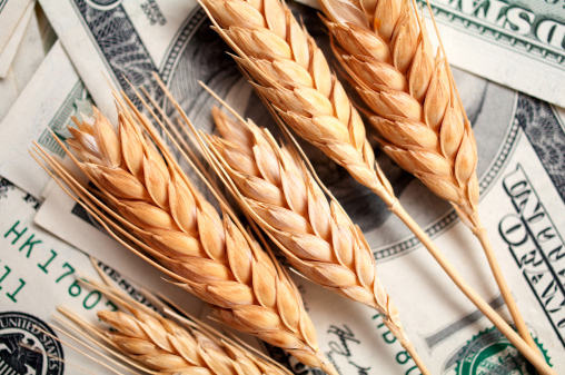 Mycotoxin risk and the cost to producer profitability
