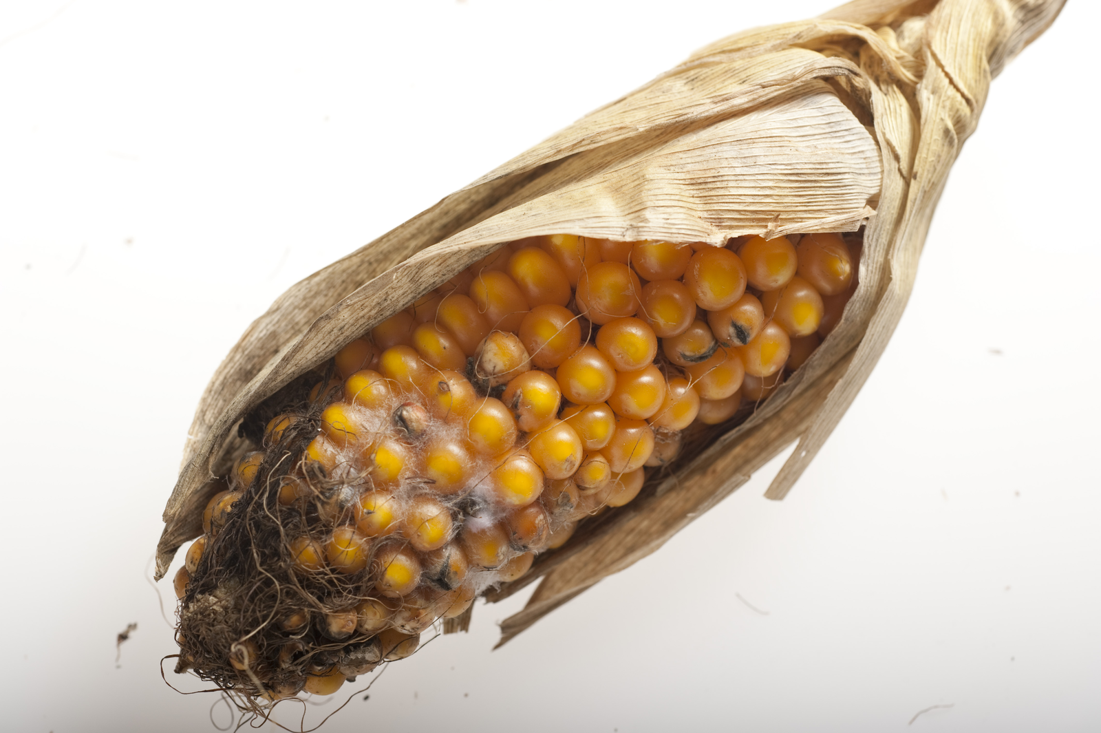 Mycotoxin Survey Report 2012 (part II)