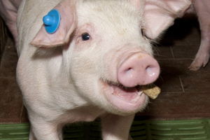 Feeding large pellets as creep feed does not require many adjustments to the pens.