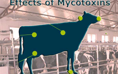 Mycotoxins in dairy