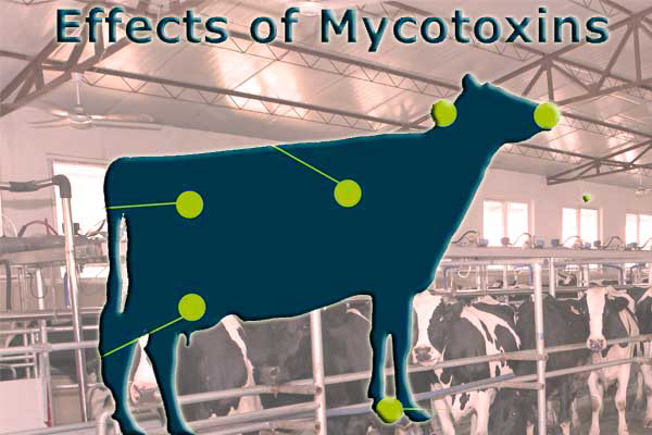 Mycotoxins in dairy