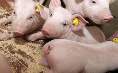 Good quality creep feed for the youngest piglets can ensure feed intake improvements after weaning. [Photo: Nuscience]