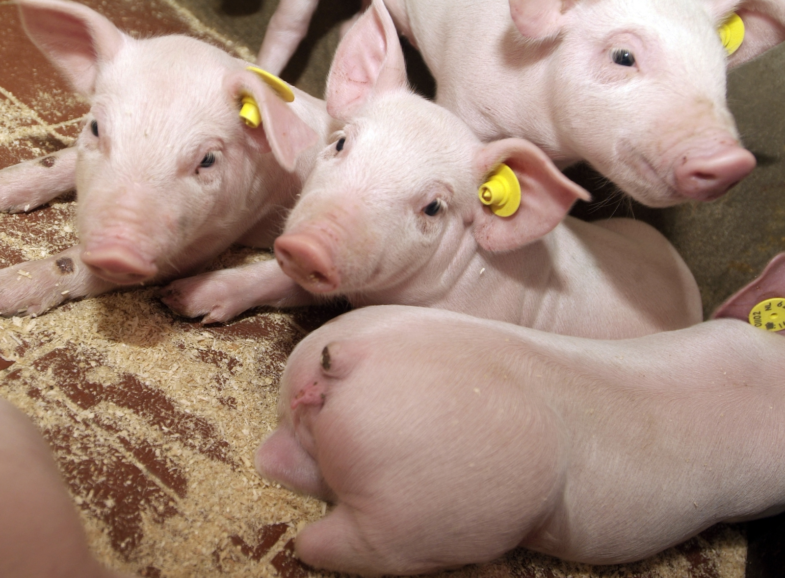 Good quality creep feed for the youngest piglets can ensure feed intake improvements after weaning. [Photo: Nuscience]