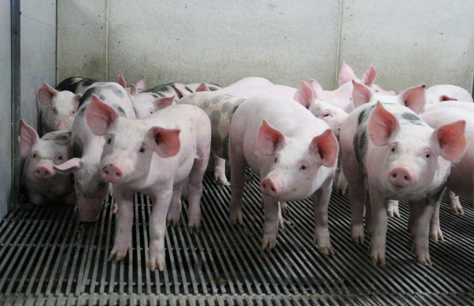 Improve pig health by gaining homogeneity with a versatile enzyme