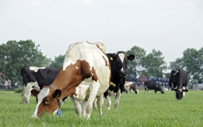 Summer and winter milk compared