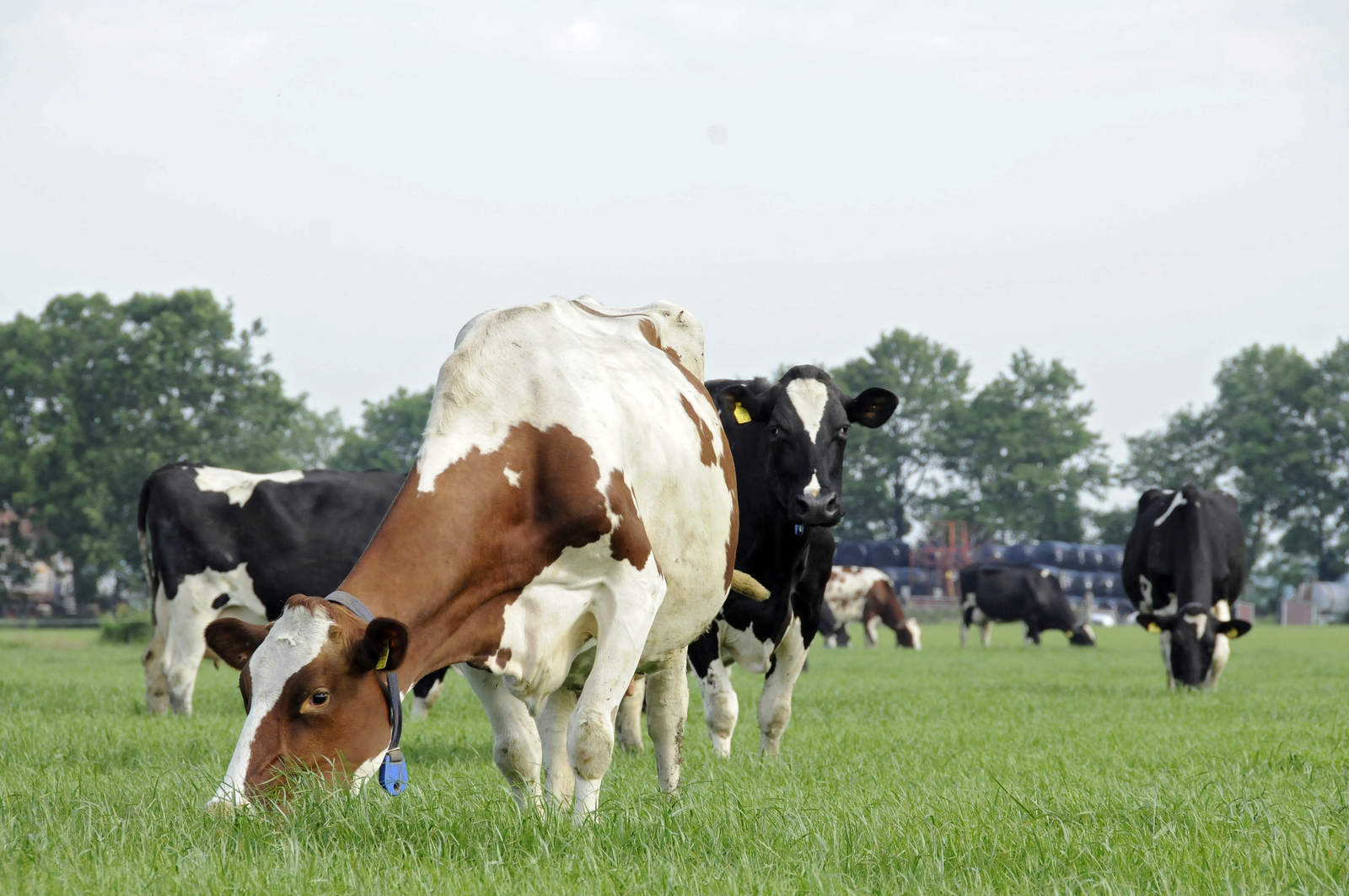 Summer and winter milk compared