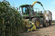 2013 harvest hit hard by mycotoxin contamination