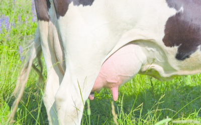 Toxic contamination: Effect on rumen and liver function