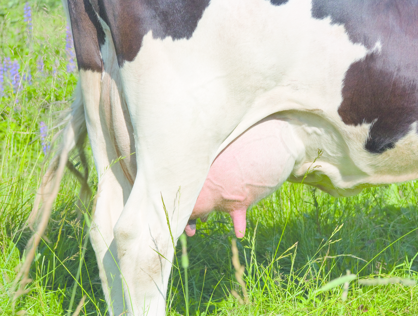 Toxic contamination: Effect on rumen and liver function