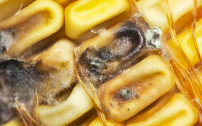 Varied effect of mycotoxin binders