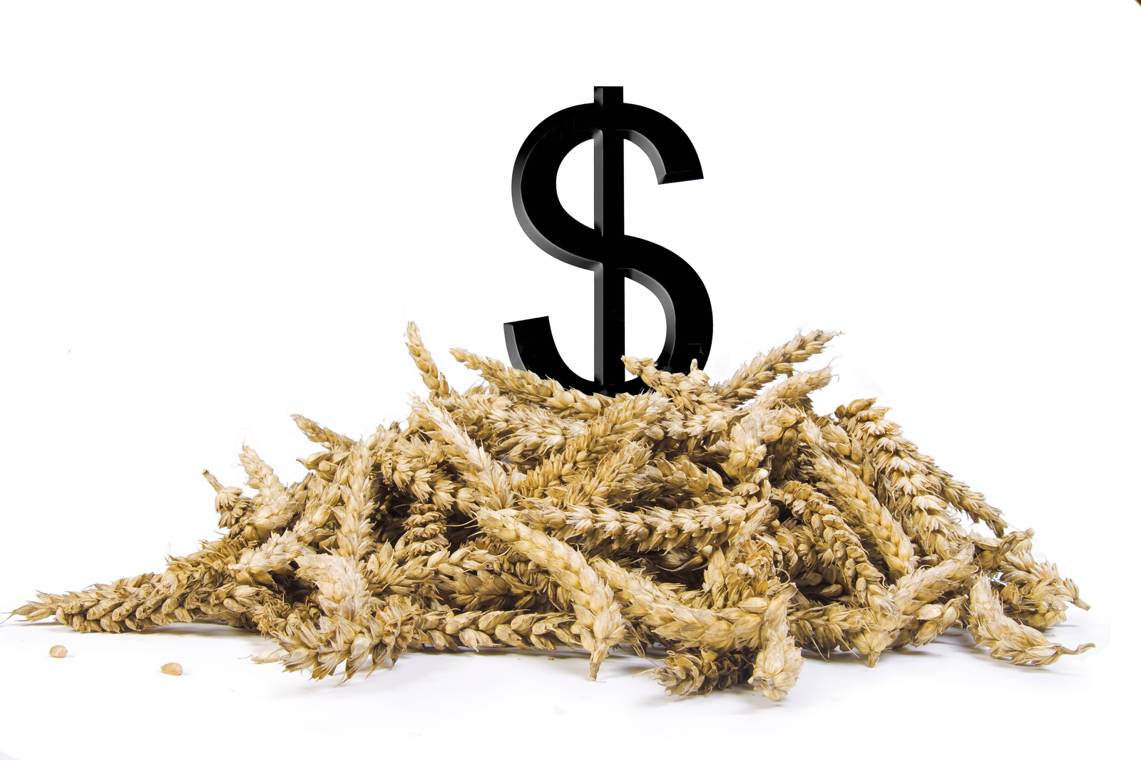 Mycotoxins: What does it really cost?