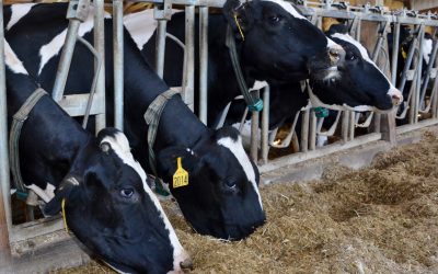 Zinpro has developed programmes that provide a great deal of understanding and awareness of foot health in dairy and beef cattle feeding systems. Photo: Zinpro