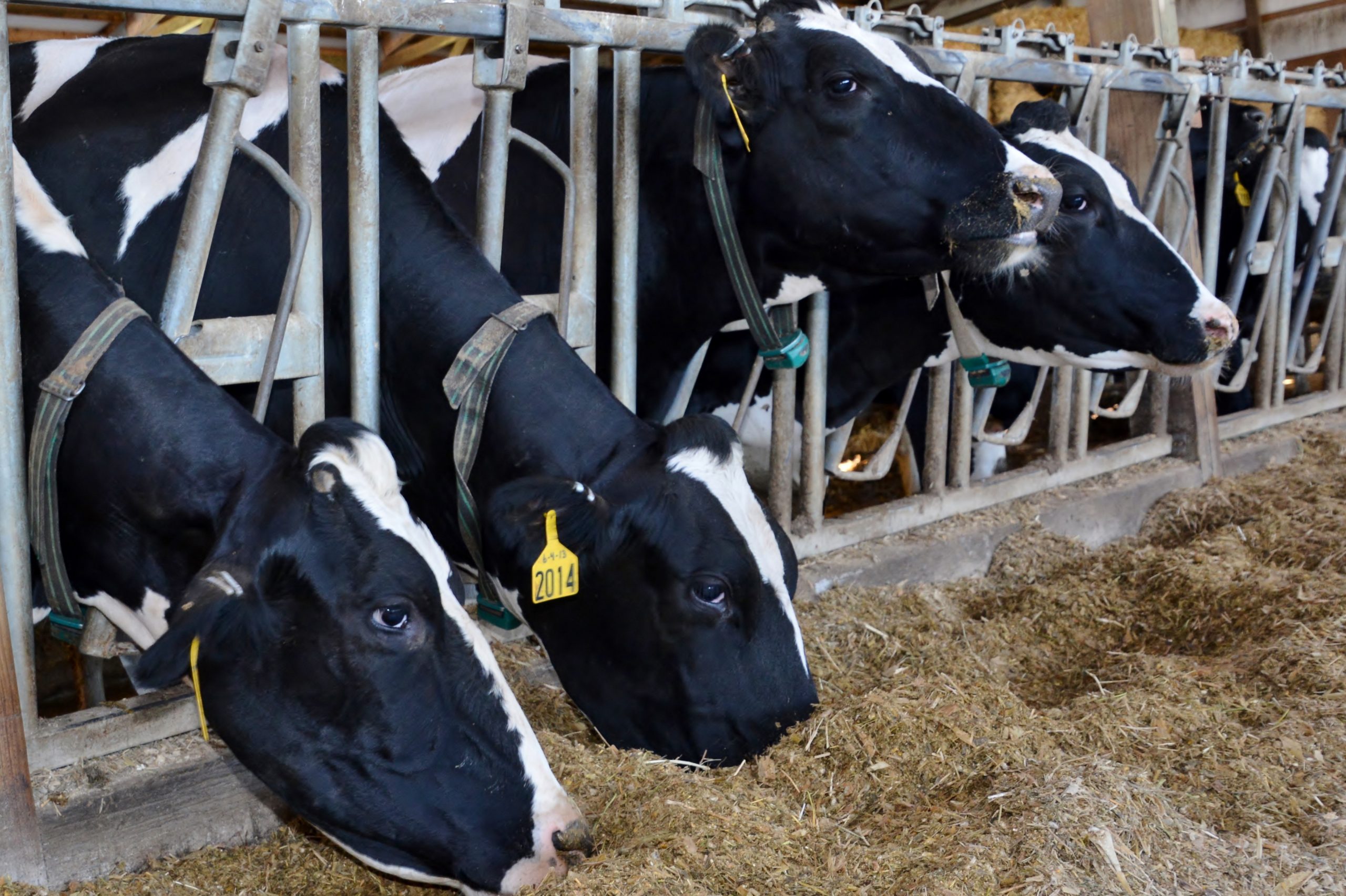 Zinpro has developed programmes that provide a great deal of understanding and awareness of foot health in dairy and beef cattle feeding systems. Photo: Zinpro