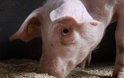 Research accross three countries in Europe assessed the gut structure and microbiota profiles for pigs with divergent feed use efficiency. Photo: Hans Prinsen