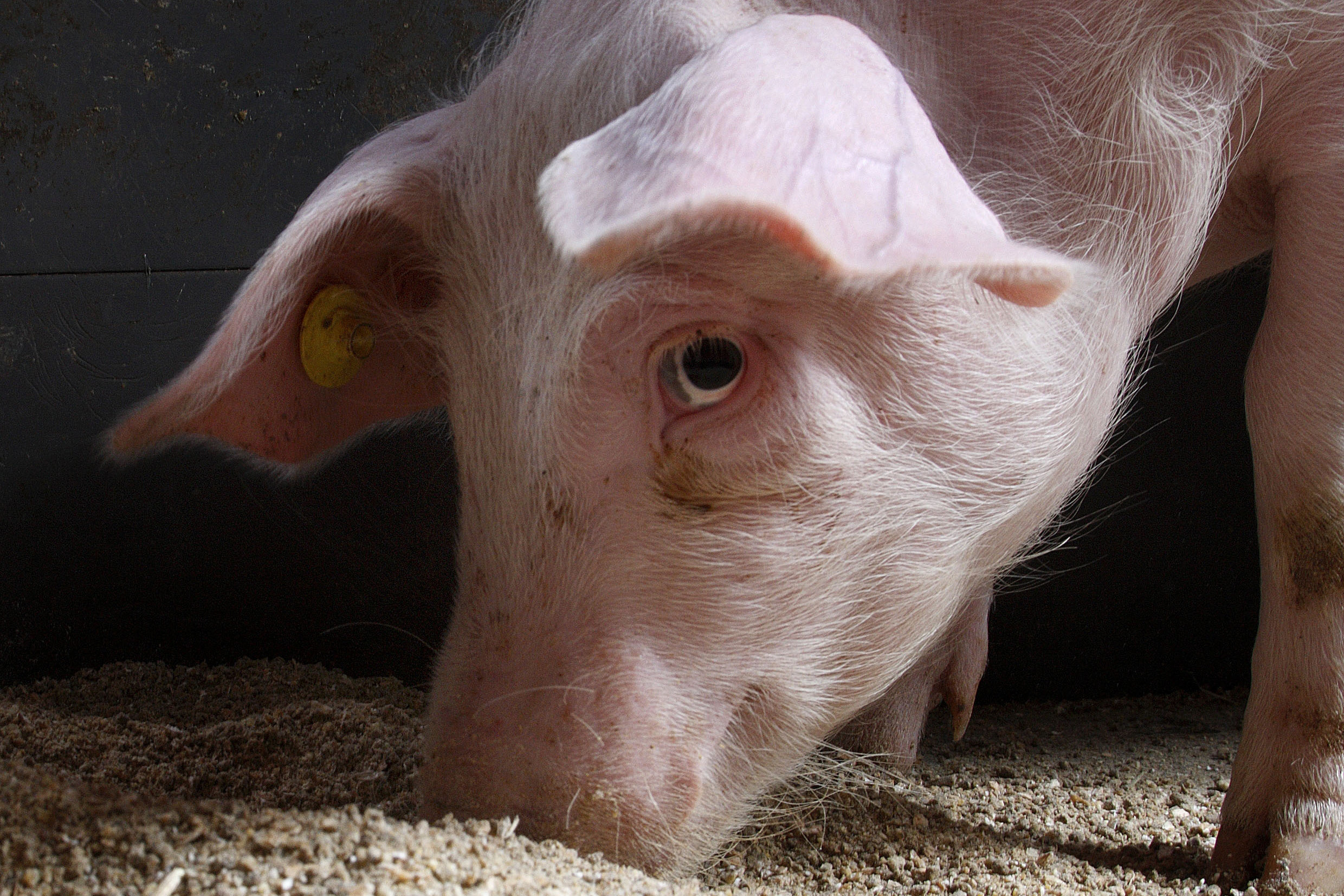 Research accross three countries in Europe assessed the gut structure and microbiota profiles for pigs with divergent feed use efficiency. Photo: Hans Prinsen