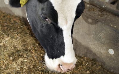 Effect of malic acid in dairy cow diets