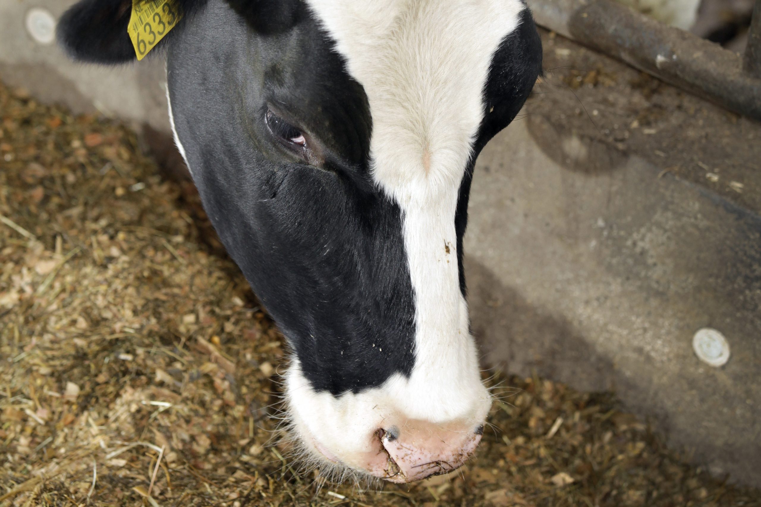 Effect of malic acid in dairy cow diets